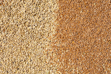 Mixture of different grains, golden wheat grains, background of mixed barley and oat seeds, mixture of cereals for animal feed, yellow corn texture - obrazy, fototapety, plakaty