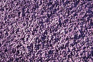 Sunflower seeds are etched for sowing.