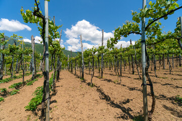 Fototapeta na wymiar Young green leaves of a vineyard on a plot against the background of mountains on a sunny day.