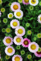 Beach Aster blooms, Derbyshire England 
