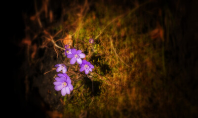 Fototapeta na wymiar Hepatica flower in the spring forest