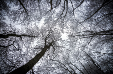 Look up in the winter forest. 