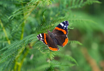Red admiral (Vanessa atalanta) butterfly sitting on fern seen at butterfly sanctuary trail (Santuario delle farfalle), Marciana, Elba island