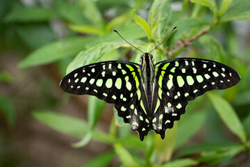 Tailed Jay butterfly flying freely in a vivarium.