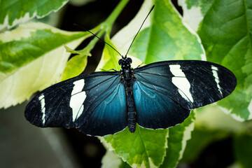 Postman butterfly flying freely in a vivarium.