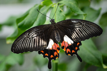 Common mormon butterfly flying freely in a vivarium.