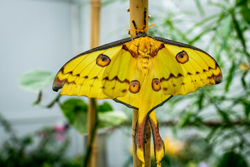 Comet Moth Butterfly flying freely in a vivarium.