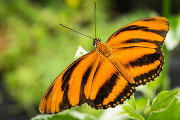 Banded Orange Heliconian butterfly flying freely in a vivarium.