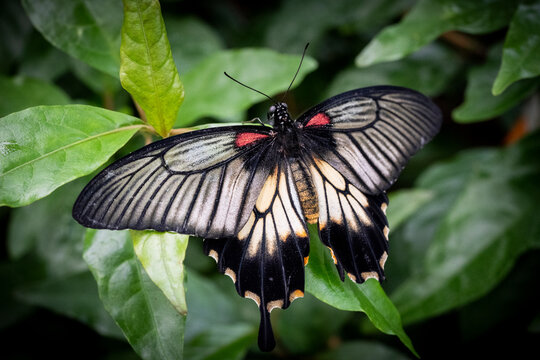 Great Mormon butterfly flying freely in a vivarium.