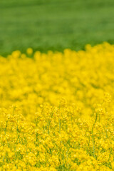 黄色い花が美しい菜の花