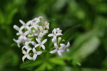 Nahaufnahme von wunderschönen, weißen Blüten der seltenen Naturheilpflanze echter Waldmeister 