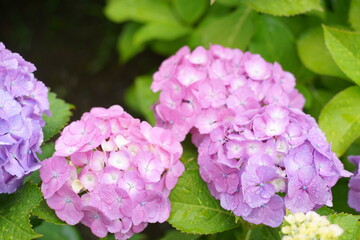 Early summer flowers