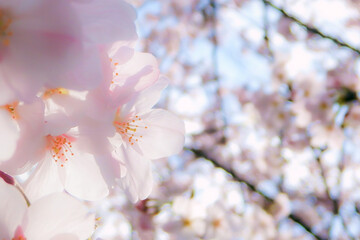 Fototapeta premium 滋賀県大津市の桜