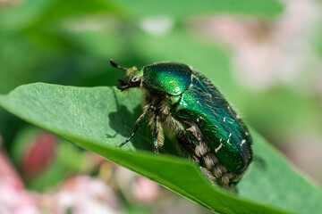 Beetle cetonia aurata sitting on flowers hawthorn close up. Nature background..