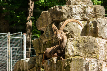 Very langer horned mela wild goat resting on stones in a Swiss national park, no people