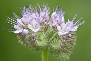 Rainfarn-Phazelie (Phacelia tanacetifolia)