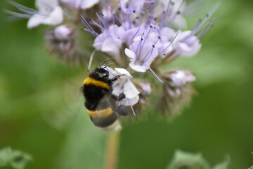 Rainfarn-Phazelie (Phacelia tanacetifolia) mit Hummel