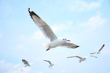 Fototapeta premium seagull in flight