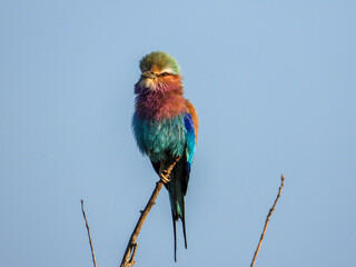 Lilac-breasted roller perched at the top of a dry tree
