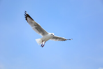 seagull in flight