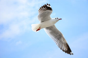 seagull in flight