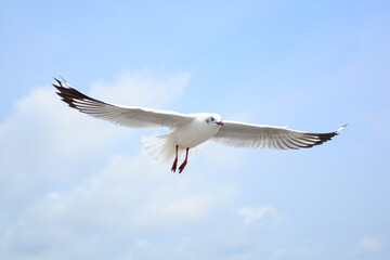 seagull in flight