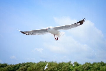 seagull in flight