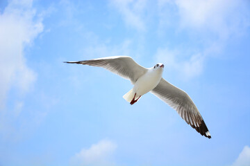 seagull in flight