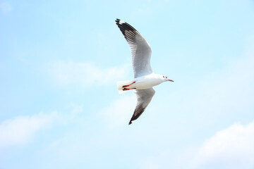 seagull in flight