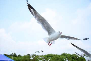 seagull in flight