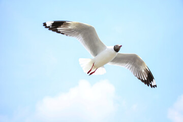 seagull in flight