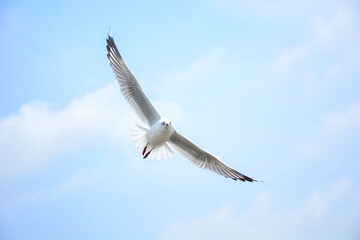 seagull in flight