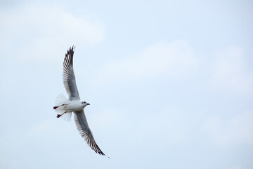 seagull in flight