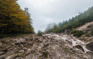Foggy day in the forest