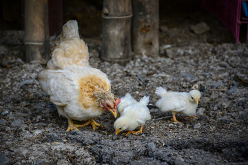 hen and chickens