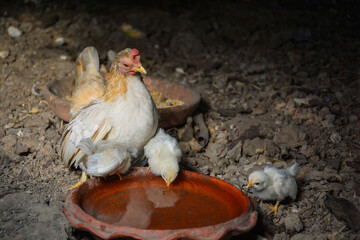 chicken on the ground