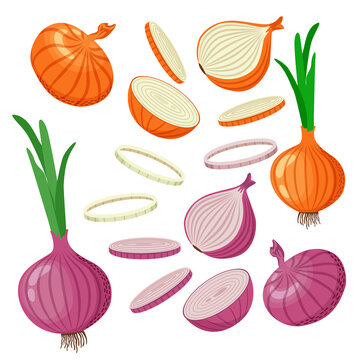 Set of yellow and red onions with green leaves, onion halves, slices. Vector illustration in flat style isolated on white background.
