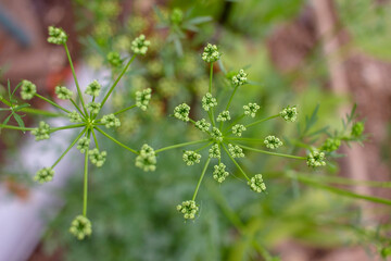 peculiar flowers in the garden