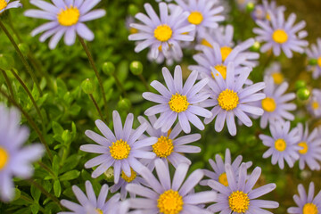 Fototapeta premium lilah daisies in the garden