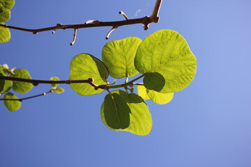 leaves on blue sky background