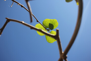 leaves on blue sky