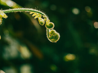 Lush green rainforest plants in a tropical greenhouse.