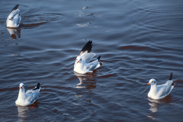 ducks on the lake