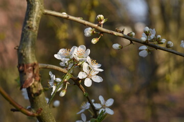 Blüten einer Kirschpflaume