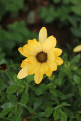 yellow flower in the garden