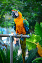 blue and yellow macaw