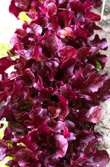 Growing lettuce on an agricultural field