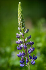 Bush Of Wild Flowers Lupine In Summer Field Meadow