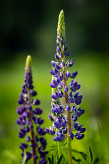 Bush Of Wild Flowers Lupine In Summer Field Meadow