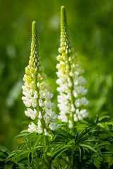 Bush Of Wild Flowers Lupine In Summer Field Meadow